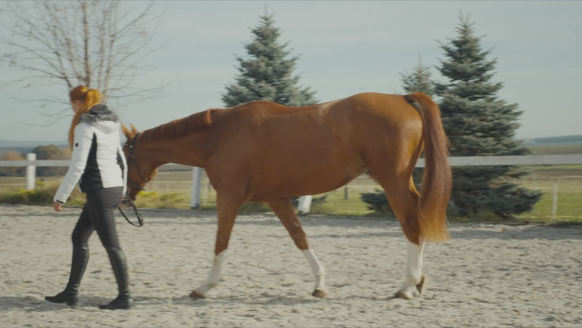 Lumina 3D-e VET HORSE TREATMENT ELITE